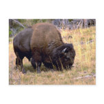 Grazing bison, Yellowstone National Park Postcard