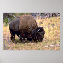 Grazing bison, Yellowstone National Park Print