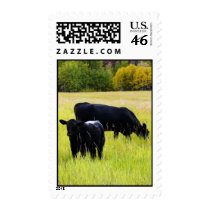 Grazing Black Angus Cattle in Rural Farm Field Stamp