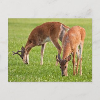 Grazing Bucks postcard