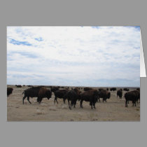 Grazing Buffalo cards
