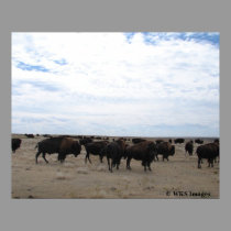 Grazing Buffalo posters by wksimages Grazing Buffalo posters