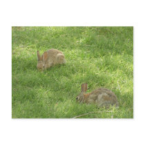 Grazing Bunnies postcards