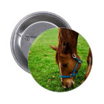 Grazing Chestnut with Stripe Pins