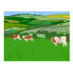 Grazing Cows Post Cards