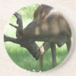 Grazing Deer Coasters