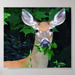 Grazing Deer Posters