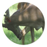 Grazing Deer Sticker
