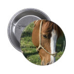 Grazing Draft Horse Button