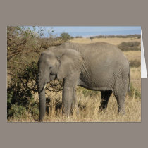 Grazing Elephant cards