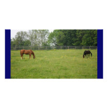 Grazing Geldings Photo Card