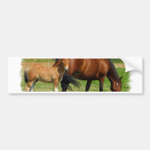 Grazing Horse Family Bumper Sticker