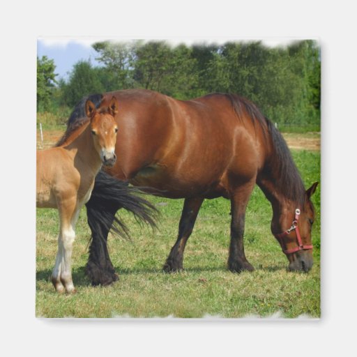 Grazing Horse Family Magnet
