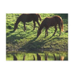 Grazing Horse Pair Postcard