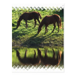 Grazing Horse Pair Postcard