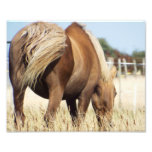 Grazing Horse Photo Print