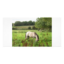 Grazing Horse photo cards by A_Phoenix Grazing Horse photo cards