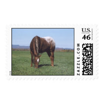 Grazing Horse Postage Stamps