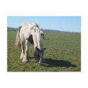 Grazing Horse Postcard