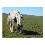 Grazing Horse Postcard postcards