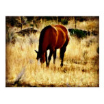 Grazing Horse Postcards