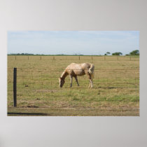 Grazing horse. posters