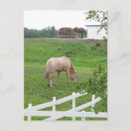 Grazing Horses postcard