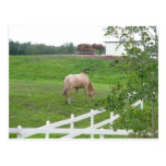 Grazing Horses Postcards