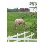 Grazing Horses Postcards