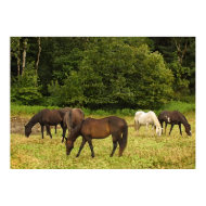 Grazing Horses print