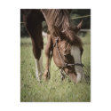 Grazing Mare Postcard