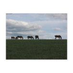 Grazing on the hill postcards