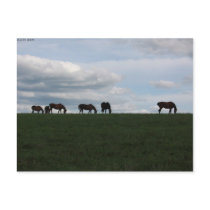 Grazing on the hill postcards