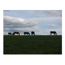 Grazing on the hill postcards