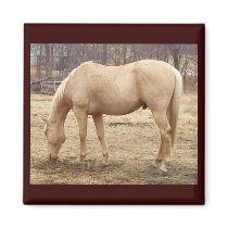Grazing Palomino Horse Refrigerator Magnets