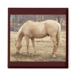 Grazing Palomino Horse magnets