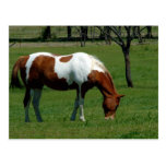 Grazing Pinto Post Cards