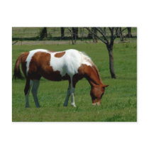 Grazing Pinto postcards