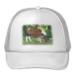 Grazing Pony  Baseball Hat