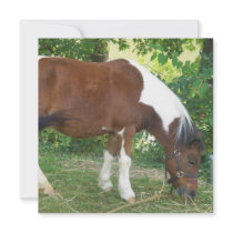 Grazing Pony Invitations