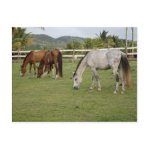 Grazing postcards