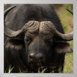 Grazing Water Buffalo Poster