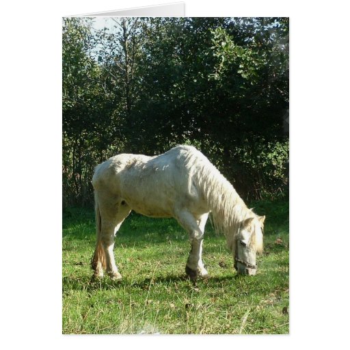 Grazing White Horse  Greeting Card