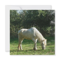Grazing White Horse Invitations