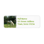 Grazing White Horse Mailing Label