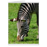Grazing Zebra Greeting Cards