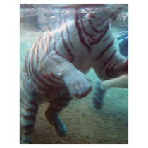 Great Adventure Tiger flyers by BrianLemburg Great Adventure Tiger flyers