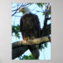 Great American Bald Eagle Print