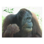 Great Ape Invitation