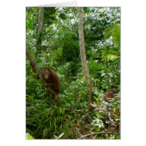 Great Ape Jungle Recess cards
